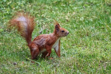 Naklejka na ściany i meble Red squirrel reaching towards a treat, close up