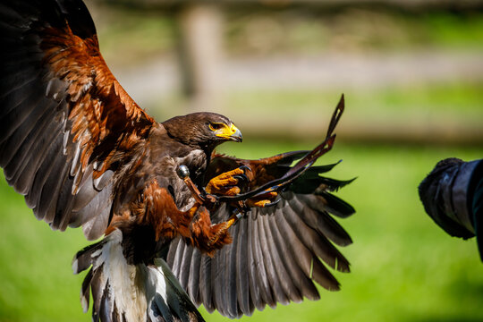 A harris hawk in flight