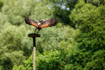 A harris hawk in flight