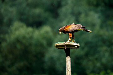 A harris hawk in flight