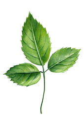 Naklejka na ściany i meble Rose leaf on a white background, watercolor green element