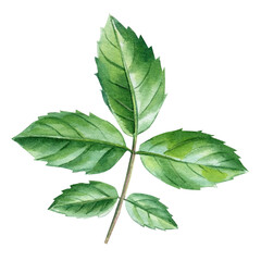 Watercolor green rose leaf Isolated on white