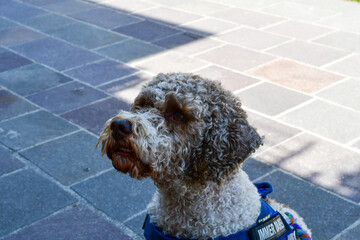 Portrait of a Lagotto Romagnolo dog