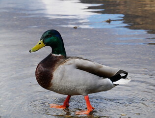 Ente am Strand von einem See