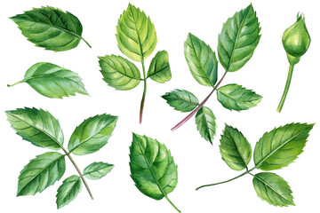 Roses leaves on a white background, watercolor painting, floral elements