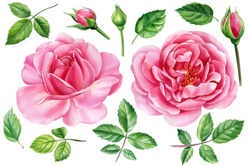 Pink flowers. Roses, buds and leaves on a white background, watercolor painting, floral elements