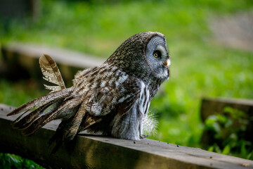 A great grey owl