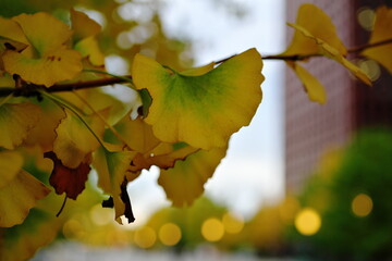 夕闇迫るイチョウ並木
