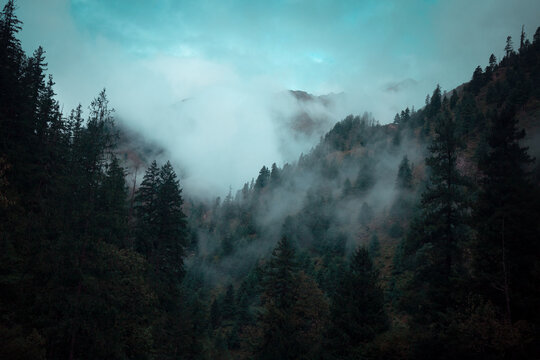 foggy forests
