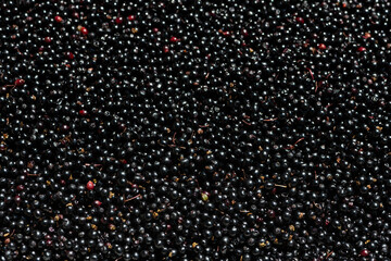 Closeup shot of Sambucus Nigra or elderberry berries harvested during summer.