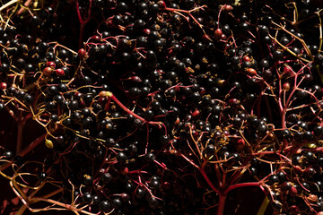 Naklejka premium Closeup shot of Sambucus Nigra or elderberry berries harvested during summer.