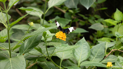 Beautiful Heliconius sapho perched on yellow lantana blossom flower in a botany garden, the Sapho longwing butterfly is found from Mexico southward to Ecuador.
