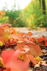 Red leaves of wild grapes lie on the pavement. The fall colors of the leaves.