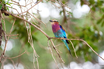 Lilac-breasted roller, coracias caudatus, perched on a branch in the Masai Mara, Kenya. Soft green foliage background