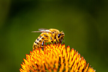 Close up shot of a honey bee covered in pollen from a flower.