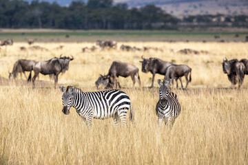 Two zebra and a small herd of wildebeest in the grasslands of the Masai Mara, Kenya. The herds...