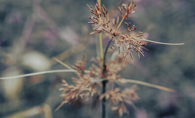 tropical grass flower blooming with green bokeh background