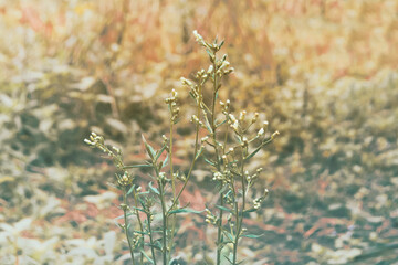 tropical grass flower blooming with green bokeh background