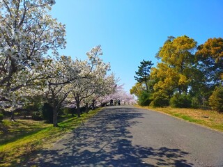 日本の春に咲く桜（ソメイヨシノ）の花と快晴の青空の公園の風景（コピースペースあり）