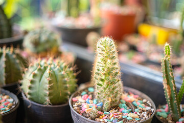 Various kind of cactus plant in small pot. Home decoration plant background photo, selective focus in foreground with highly blurred background.