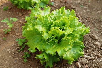 insalta bio pronta per il raccolto