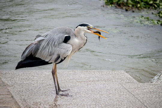 Gray heron catching a loach fish on a stone bridge in the river.