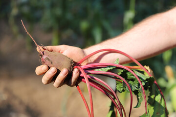 Raccolta cima di rapa
