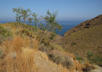 Desertic seascape in the Natural Park of Cabo de Gata during summer.
Almería. Spain.