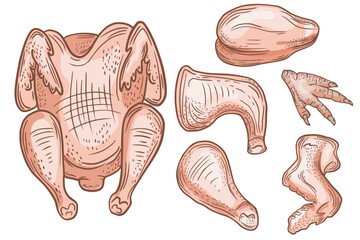 Vector drawing, sketch of poultry products. Chicken parts, leg. Poultry business. color sketch. Raw poultry meat