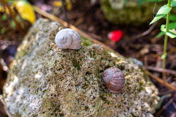 snails on a stone