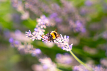 bumble bee on lavender
