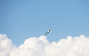 Amazing view of a lonely bird with white and grey plumage flying alone in an open blue sky with white fluffy clouds with silver coloured sky waiting for another birds. Nature view photo. No people.
