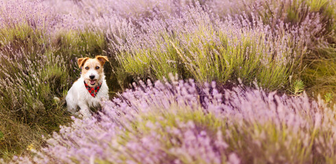 Banner of a cute happy healthy panting pet dog puppy sitting in the lavender flower herb field in summer