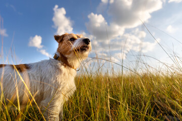 Happy dog in summer in the nature meadow grass with blue sky. Hiking, walking with pet.
