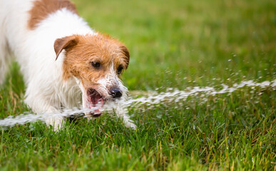 Wet happy playful pet dog puppy playing and drinking water in a hot summer day