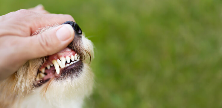 Checking A Healthy Dog Teeth. Cleaning Plaque, Tartar Prevention, Pet Dental Care Banner. Teeth Brushing, Toothbrush.