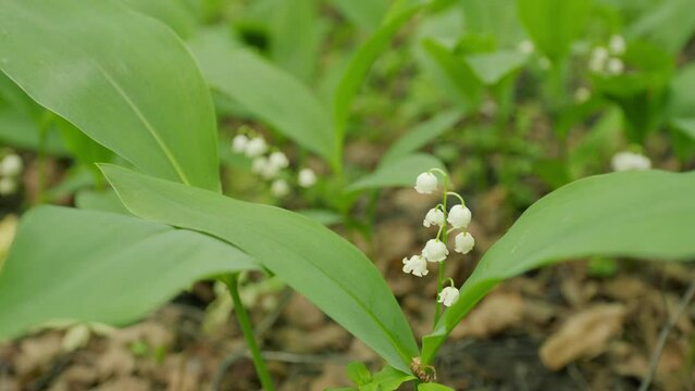 Blossoming flowers of lily of the valley swaying in the light wind. Convallaria majalis. Wide shot.