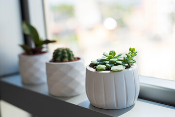 household aromatic and plants succulents in pot on the window. Succulents in a white mini pots home decorative ideas.