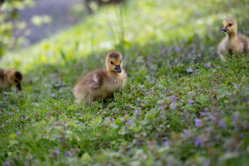 Baby goose learning to walk