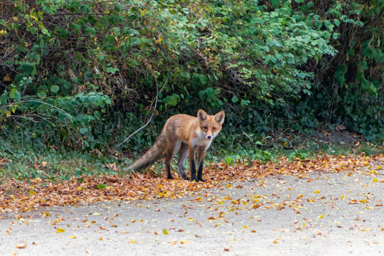 Fuchs in der Stadt