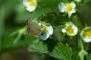 Spotted Diurnal Butterfly sits and feeds on a white strawberry flower, Lycaena tityrus