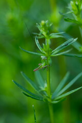 Fototapeta na wymiar A green grasshopper hid behind a green blade of grass, Galium Parisiense