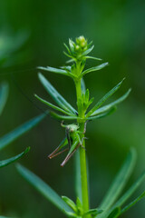 A green grasshopper hid behind a green blade of grass, Galium Parisiense