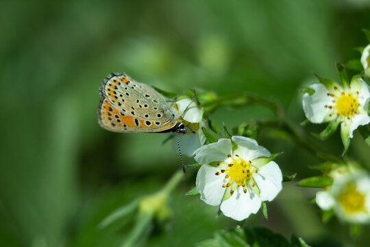 Spotted Diurnal Butterfly sits and feeds on a white strawberry flower, Lycaena tityrus