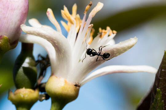 A large ant on top of a flower in the garden. Black ant walking through the petals of a flower. Ant clinging to a flower bud in spring. Defocused background and selective focus