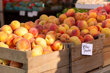 Fresh, ripe yellow peaches in bushel baskets at a local farmer's market