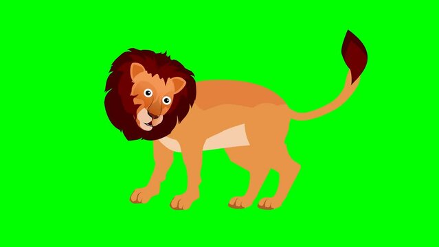 Carton lion animation 2d in green screen