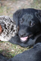 Black Lab pup with pheasant toy 