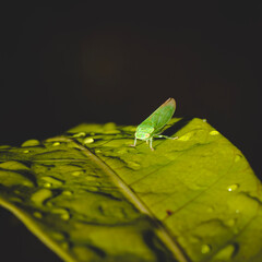 Leaf insectarios