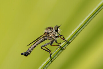 mouche à toison
